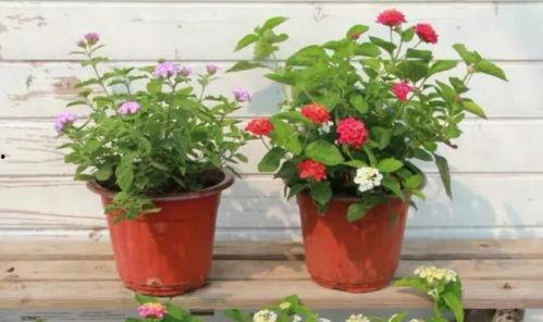 太原二虎爆料最新消息视频 第3张 太原二虎爆料最新消息视频 第3张